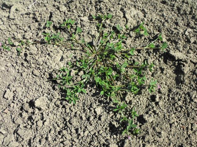 Trifolium resupinatum